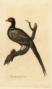 Ortak sülün, Phasianus colchicus by British School