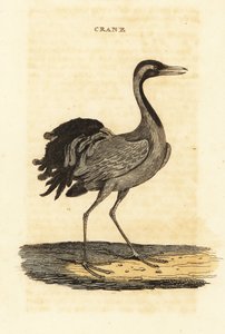 Demoiselle vinç, Grus başak by British School