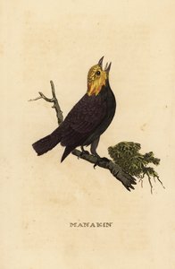 Altın başlı manakin, Ceratopipra erythrocephala by British School