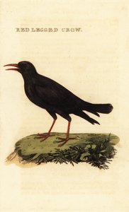Kırmızı gagalı öksürük, Pyrrhocorax pyrrhocorax by British School