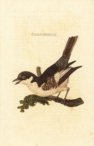 Beyaz kuyruksallayan, Motacilla alba by British School