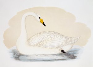 Yabani Kuğu (Cygnus cygnus), gravür, Birleşik Krallık by British School