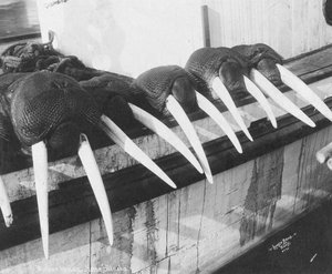Mors dişleri, Nome, Alaska, 1931 civarı (fotoğraf) by Brothers Lomen