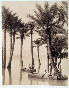 Mısır piramitlerinin dibinde bir palmiye korusu - 19. yüzyılın sonlarında Zengali kardeşlerin fotoğrafı by Brothers Zangaki