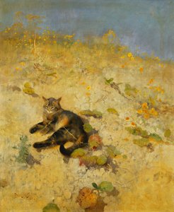 Güneşin tadını çıkaran bir kedi