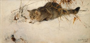 Karda Fare Takip Eden Kedi