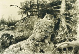 Berguv (Kartal Baykuş) Bubo Bubo