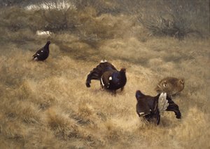 Yosun içinde kara orman tavuğu çiftleşme oyunu by Bruno Andreas Liljefors