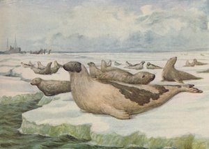 'Fok Avı, Newfoundland', 1916 by C.G Lowther