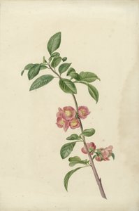 Çiçekli dal Japon kirazı by C.J. Kruimel