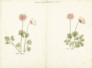 Anemonlarla ilgili iki çalışma by C. Baak