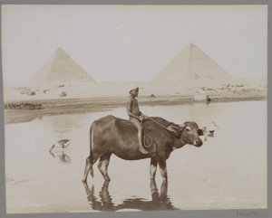 Mısır Beufe et Pyramides'de arka planda iki piramit olan bir bufalodaki çocuk (nesnedeki başlık) by C. and G. Zangaki