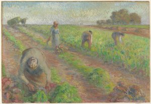 The Beet Harvest, 1881 (keten üzerine grafit üzerine guaj boya) by Camille Jacob Pissarro