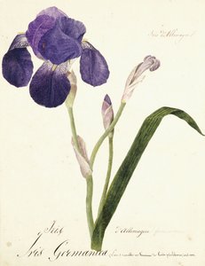Alman İris; Iris Germanica, c. 1815-1851 by Capitaine Pelletier
