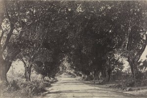 Banian Ağaçları Bulvarı, Seringham, Hindistan