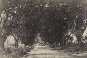 Banyan Ağaçları Bulvarı, Sheringham, Hindistan, 1858.