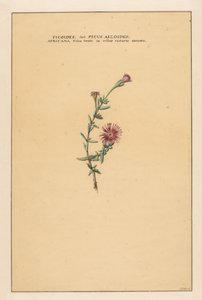 ficus Ficoides seu Ficus aizoides (...) (nesne üzerindeki başlık) by Carel Borchaert Voet