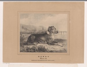 Köpek Tuna Tuna. Chien du Baron de Westreenen de Tiellandt (nesne üzerindeki başlık) by Carel Christiaan Antony Last
