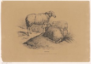 dört koyun Pictura (nesne üzerinde seri başlığı) by Carel Christiaan Antony Last