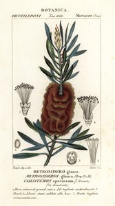 Albany şişe fırçası, Callistemon speciosus