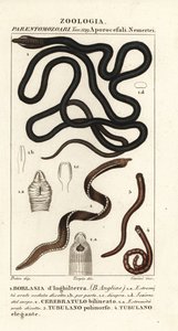 Bootlace solucanı, Lineus longissimus 1, Borlasia angliae 1