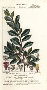 Çin karaağacı veya lacivert karaağaç, Ulmus parvifolia, Ulmus chinensis, Olmo della Çin