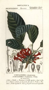 Cyrtandre bitkisi, Cyrtandra staminea, Cirtandra staminea