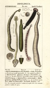 Balık sülüğü ve tatlı su sülükleri: Branchiobdellida 1, Pontobdella spinosa 2, Whitmania laevis 3, Hirudo vittata 4, Piscicola geometra 5, Ichthyobdella geometra 5, Geobdella trochetii 6