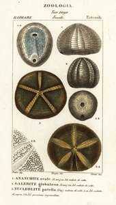 Soyu tükenmiş deniz kestanesi fosilleri: Echinocorys (Ananchites) 1, Galerites globulosus 2 ve Nucleolites patella 3