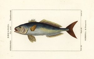 Büyük Amberjack, Seri Dummili, Serial de Dumeril