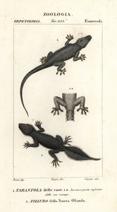 Ev geko, Hemidactylus frenatus 1 ve geniş kuyruklu geko, Phyllurus platurus 2