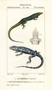 Orman koşucusu, Ameiva ameiva, Lucertola ameiva 1 ve altın tegu, Tupinambis teguixin, Amerika