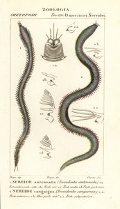 Leodice antenta, Nereidonta antenta 1 ve Eunice sanguinea, Nereidonta sanguinea 2