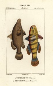 Nil levrek, Lates niloticus ve uyuyan balık veya gudgeon, Ophiocara macrolepidota