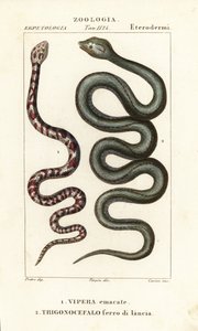 Halka boyunlu tüküren kobra, Hemachatus haemachatus 1 ve Martinique mızrak başı, Bothrops lanceolatus 2