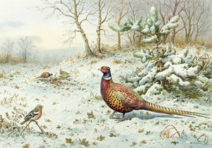 Horoz Sülün ve İspinoz by Carl Donner