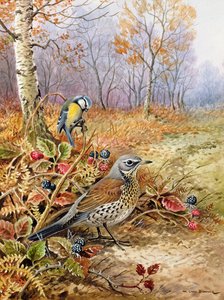 Fieldfare ve Mavi Baştankara