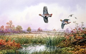 Uçuşta Keklik by Carl Donner