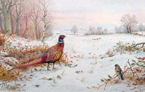 Karda sülün ve bramblefinch