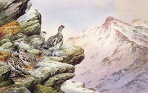 Yüksek Tepelerde Ptarmigan by Carl Donner
