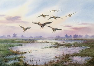 Beyaz Önlü Kaz İnen by Carl Donner