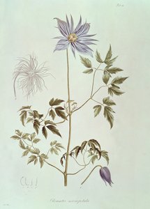 Clematis macropetala, "Rossica Bitki Florasının Simgeleri" 1829
