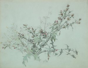 Çiçekli Devedikeni Çalışması, 1846. by Carl Georg Anton Graeb