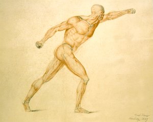 Tam Esnemede Bir Adamın Anatomik Kas Yapısı by Carl Haag