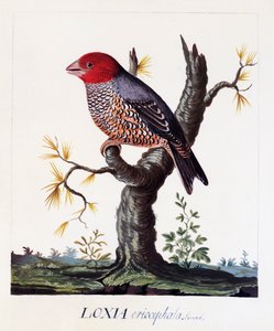 Loxia erythrocephala (Amadina erythrocephala), Kızıl başlı ispinoz, suluboya by Carl Linnaeus