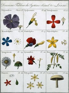 Linnean Bitki Cinsel Sisteminin İkinci Tablosu by Carl Linnaeus