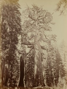  by Carleton E. Watkins