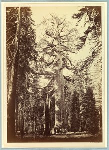 Boz Dev, Mariposa Korusu, Yosemite by Carleton E. Watkins