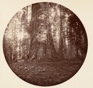 Empire State. C. Koru, yaklaşık 1878. by Carleton Emmons Watkins