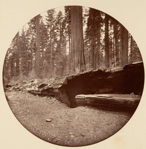 Mamut Three Grove Hotel Calaveras Co Cal., yaklaşık. 1878. by Carleton Emmons Watkins